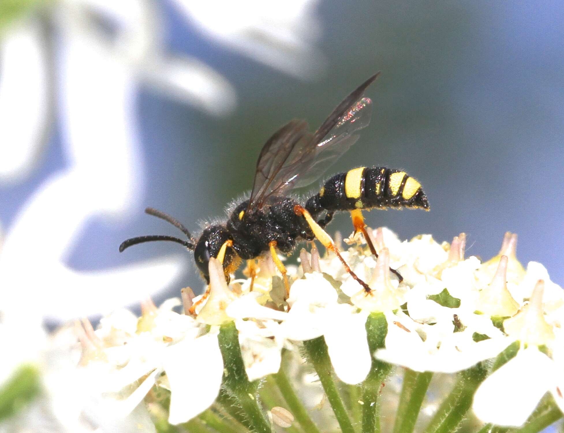 Cerceris rybyensis (Linnaeus 1771) resmi