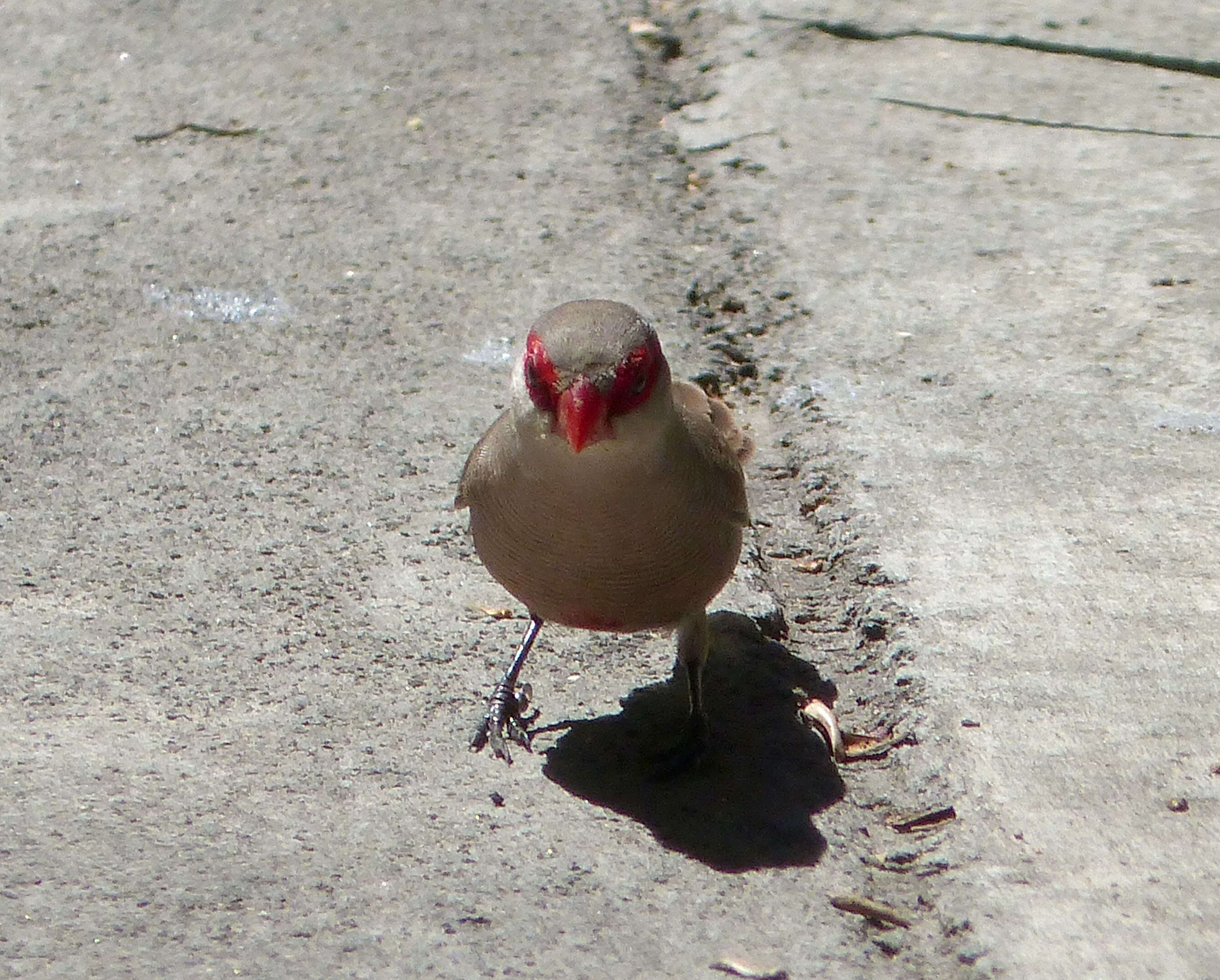 Image of Common Waxbill