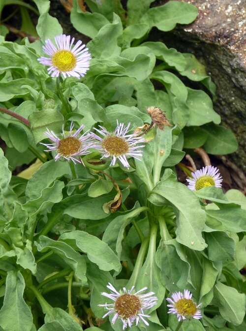 Image of seaside fleabane