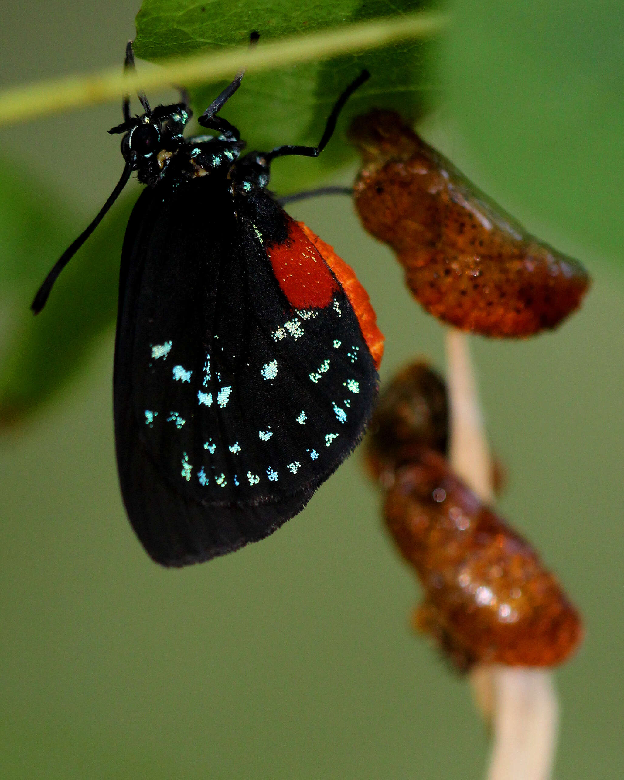 Слика од Eumaeus atala (Poey 1832)