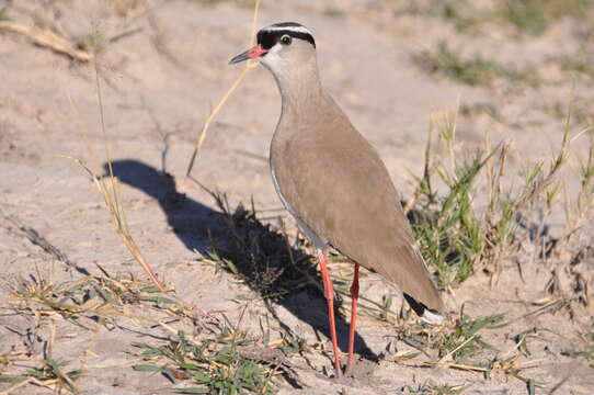 صورة Vanellus coronatus (Boddaert 1783)