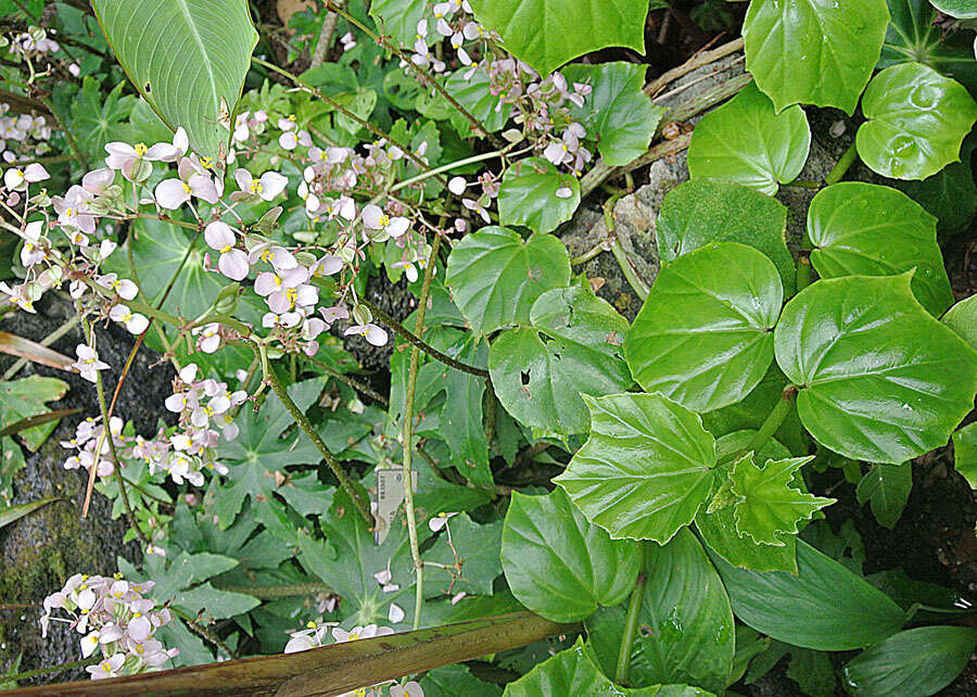 Image of Begonia venosa Skan ex Hook. fil.