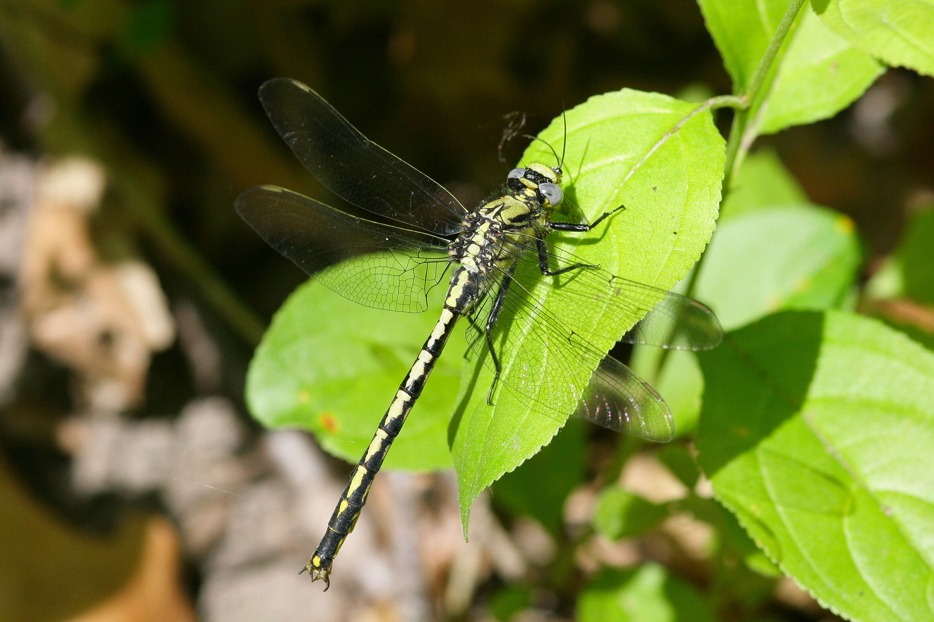 Image of Horned Clubtail