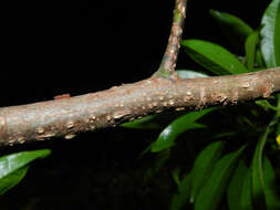 Image of Ocotea multiflora H. van der Werff