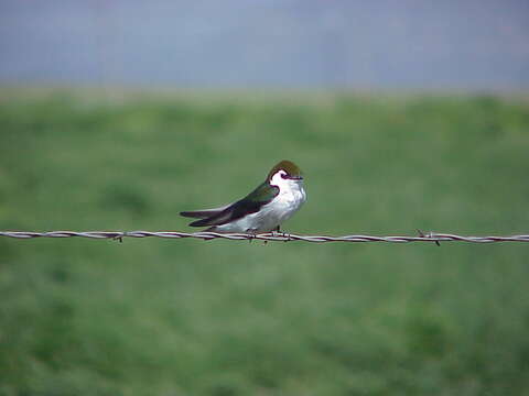 Image of Violet-green Swallow