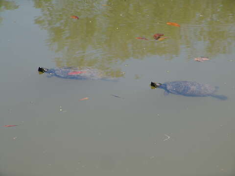 Image of slider turtle, red-eared terrapin, red-eared slider