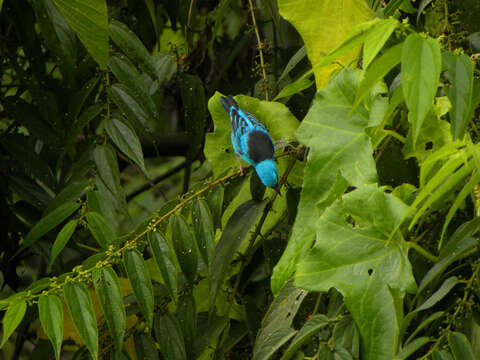 Imagem de Dacnis cayana (Linnaeus 1766)