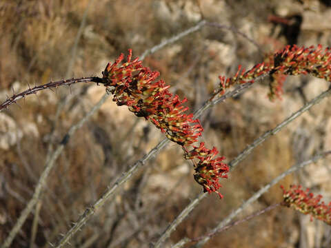 Image of ocotillo