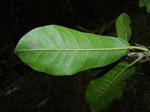 Image of Ficus costaricana (Liebm.) Miq.