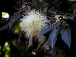 Image of Bush Cherries