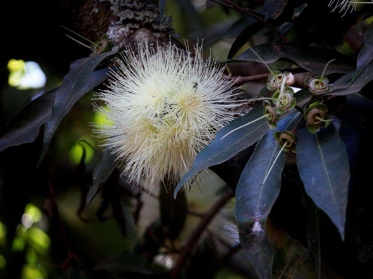 Image of Bush Cherries