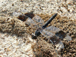 Image of Brachythemis Brauer 1868