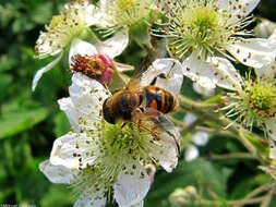 Слика од Eristalis tenax (Linnaeus 1758)