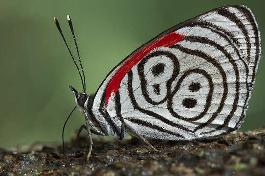 Image of Diaethria eluina Hewitson 1854