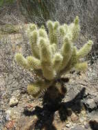 Image de Cylindropuntia bigelovii (Engelm.) F. M. Knuth