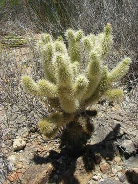 Image of teddybear cholla