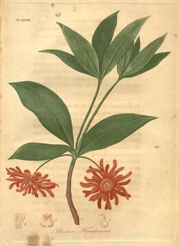 Imagem de Illicium floridanum Ellis