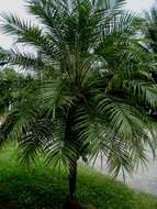 Image of pygmy date palm