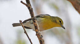 Image of Vireo Vieillot 1808