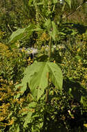 Image of great ragweed