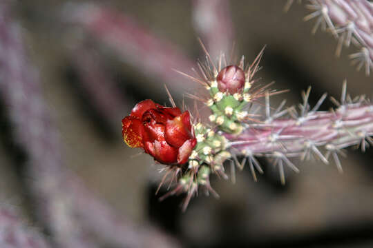 Image of Stag-horn Cholla