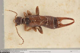 Image of little earwigs