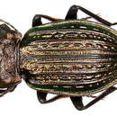 Image of Carabus ulrichii fastuosus Palliardi 1825