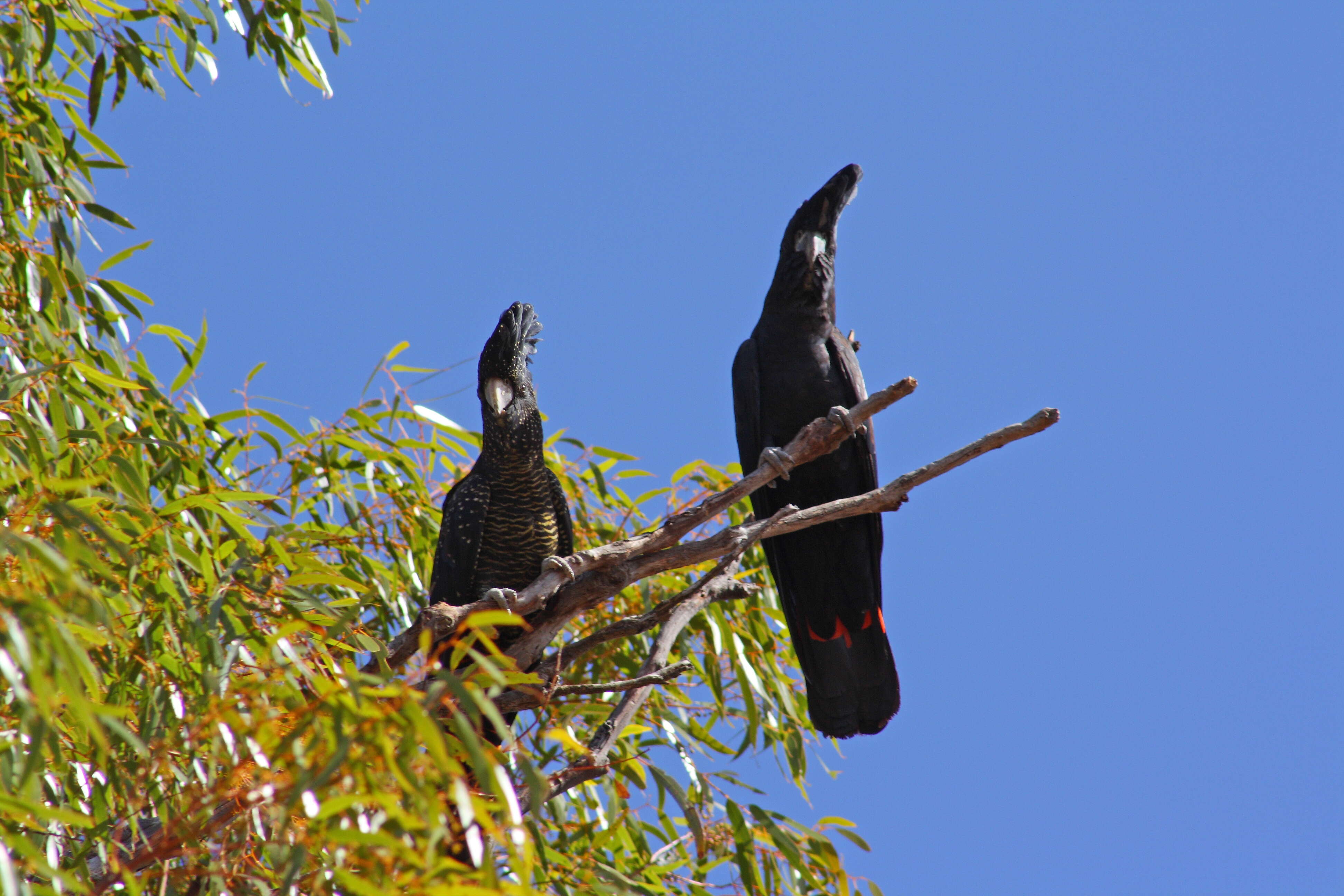 Image of Calyptorhynchus Desmarest 1826