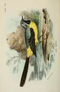 Image of Grey Wagtail