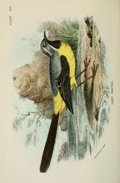 Image of Motacilla Linnaeus 1758