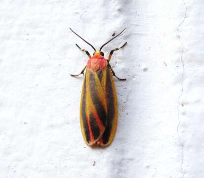 Image of Painted Lichen Moth