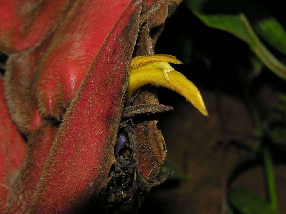 Image of Heliconia pogonantha Cufod.