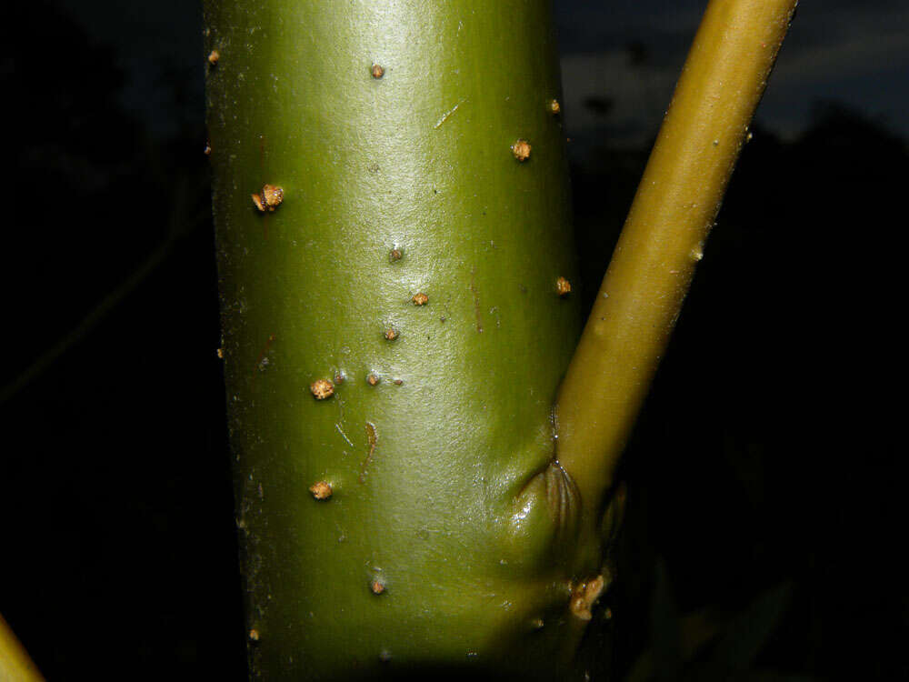 Plancia ëd Tessaria integrifolia Ruiz & Pav.