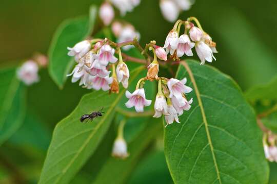 Image of flytrap dogbane