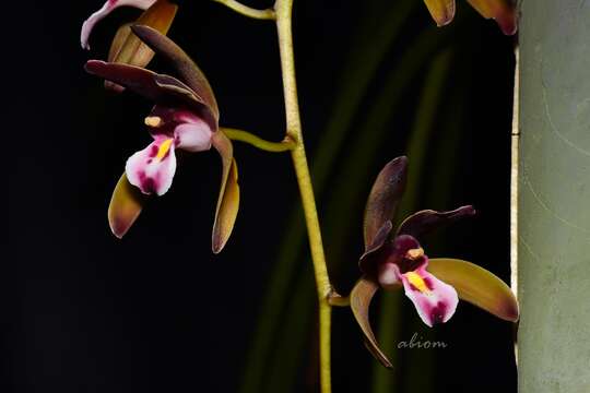 Image of Cymbidium atropurpureum (Lindl.) Rolfe