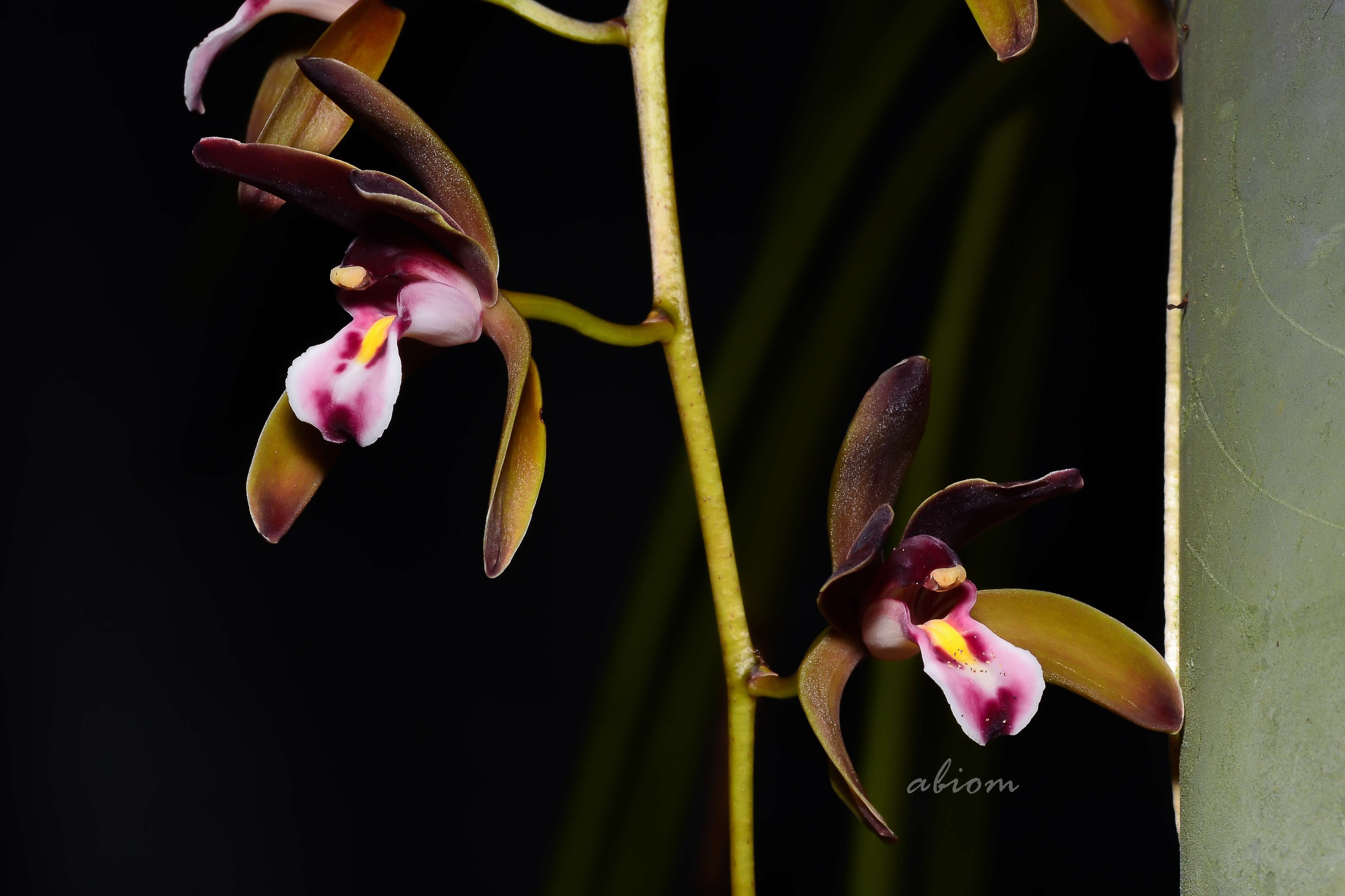 Cymbidium atropurpureum (Lindl.) Rolfe的圖片