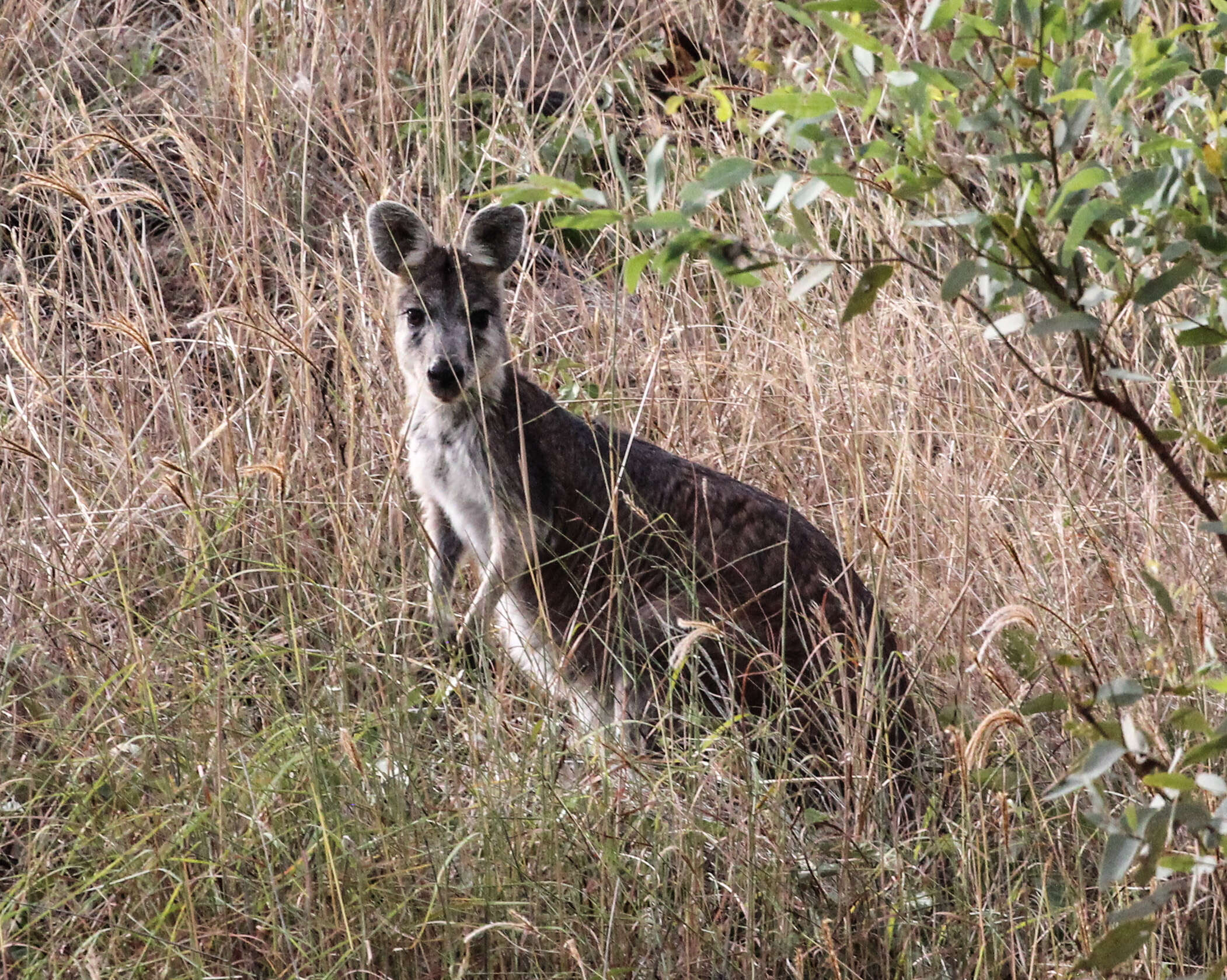 Image of kangaroo