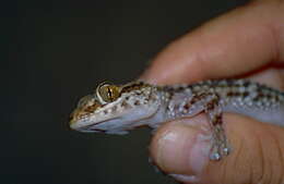 Image of Madagascar ground gecko