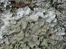 Image of Ruffle lichens