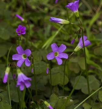 Imagem de Oxalis violacea L.