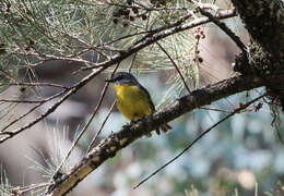 Eopsaltria australis australis (Shaw 1790)的圖片