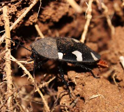 Image of Therea petiveriana (Linnaeus 1758)