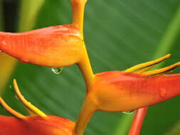 Plancia ëd Heliconia latispatha Benth.