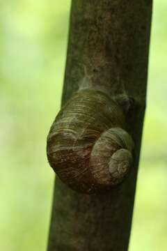 Image of Burgundy snail