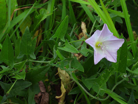 Image of bindweed