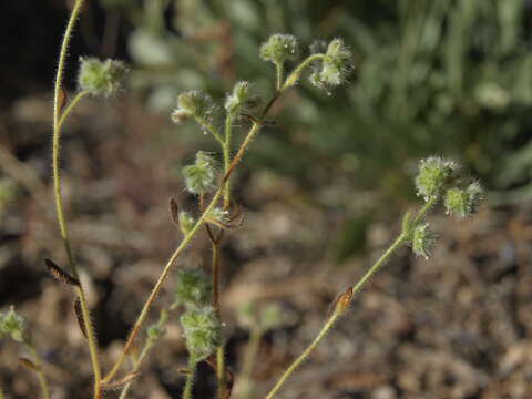 صورة Cryptantha gracilis Osterh.