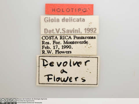 Image of <i>Gioia delicata</i>