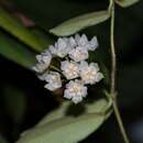 Image of Hoya thomsonii J. D. Hook.