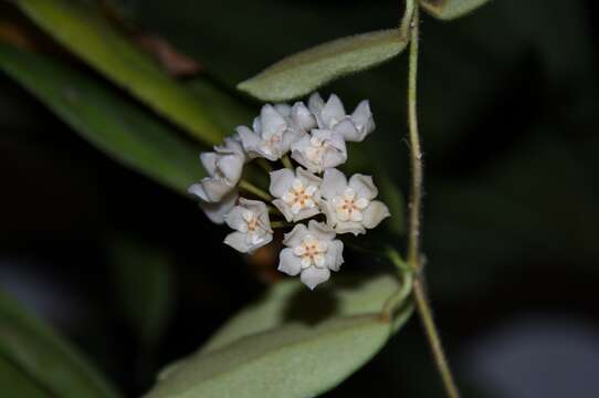 صورة Hoya thomsonii J. D. Hook.