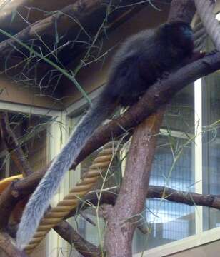 Image of Coppery Titi Monkey